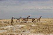 Kurz vor unserer Abfahrt konnten wir nochmal elf Giraffen auf einmal an einem Wasserloch sehen, so eine große Gruppe zeigt sich nicht immer